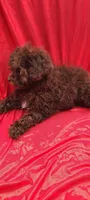 Cadbury "Brown" , a female Poodle - Toy  and Poodle - Miniature  for sale in Greenville, SC – Photo 7 of 9