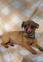 Astoria , a female Chihuahua and Yorkshire Terrier for sale in Pickens, SC – Photo 2 of 3