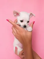Little Prince, a male Chihuahua for sale in Pickens, SC – Photo 2 of 2