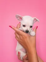 Little Prince, a male Chihuahua for sale in Pickens, SC – Photo 1 of 2