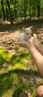 Pending Micro, a female Chihuahua for sale in Pickens, SC – 5 of 5