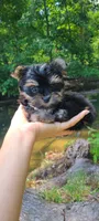 Teacup Mochi, a male Yorkshire Terrier for sale in Pickens, SC – 1 of 7