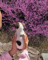 Chibi , a female Chihuahua for sale in Greenville, SC – Photo 6 of 9