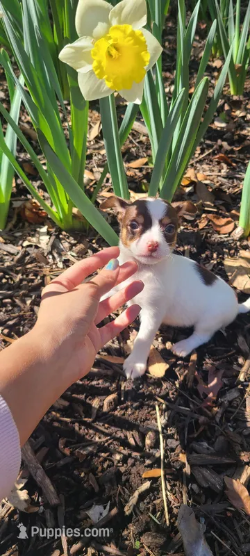 Chibi  – Chihuahua puppy for sale in Pickens, SC
