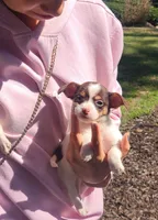 Chibi , a female Chihuahua for sale in Greenville, SC – Photo 3 of 9