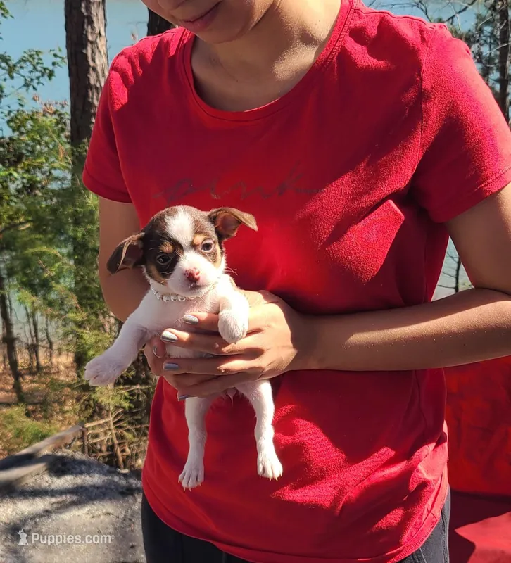 Chibi  – Chihuahua puppy for sale in Greenville, SC
