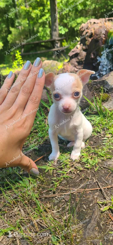 Micro Bella – Chihuahua puppy for sale in Bishopville, SC