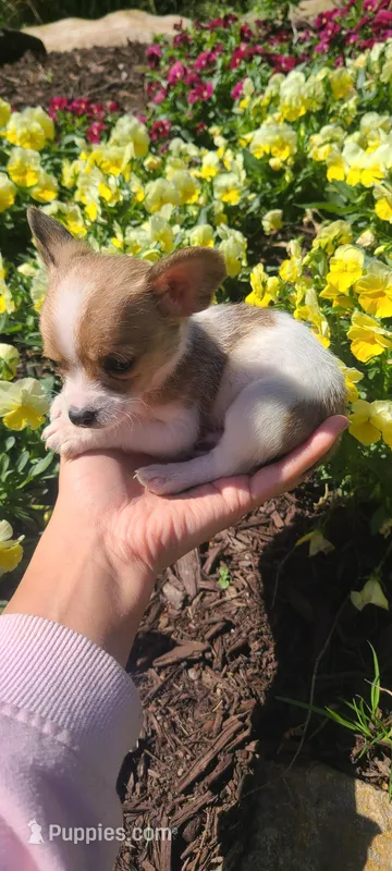 Teacup Ito – Chihuahua puppy for sale in Greenville, SC
