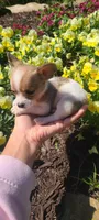 Teacup Ito, a male Chihuahua for sale in Greenville, SC – Photo 1 of 7