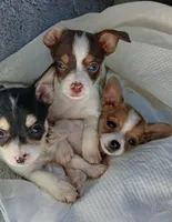 Teacup Ito, a male Chihuahua for sale in Pickens, SC – Photo 8 of 8