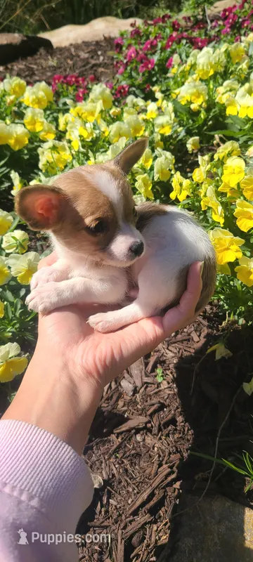 Teacup Ito – Chihuahua puppy for sale in Pickens, SC