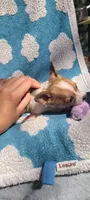 Teacup Ito, a male Chihuahua for sale in Greenville, SC – Photo 3 of 7