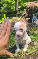 Micro Bella (video in desc), a female Chihuahua for sale in Bishopville, SC – 8 of 10