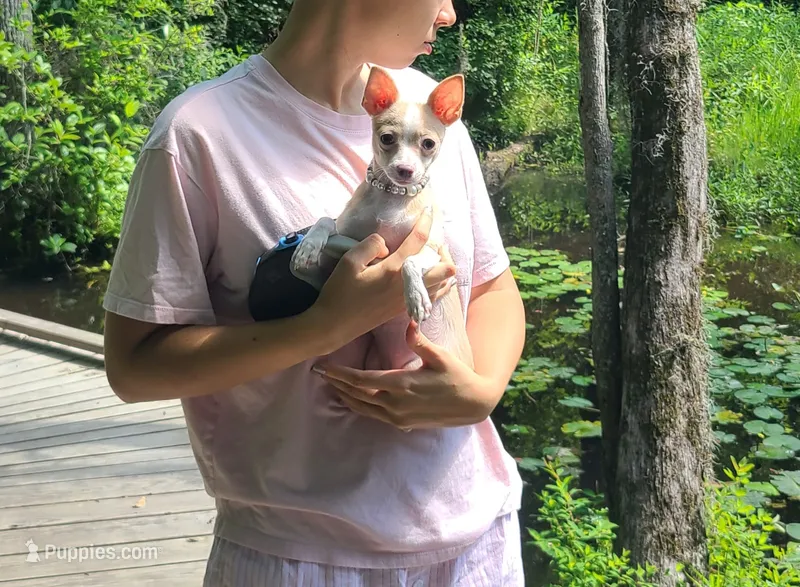 Honey – Chihuahua puppy for sale in Sumter, SC