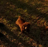 Cadbury, a female Poodle - Toy  for sale in Pickens, SC – Photo 9 of 10