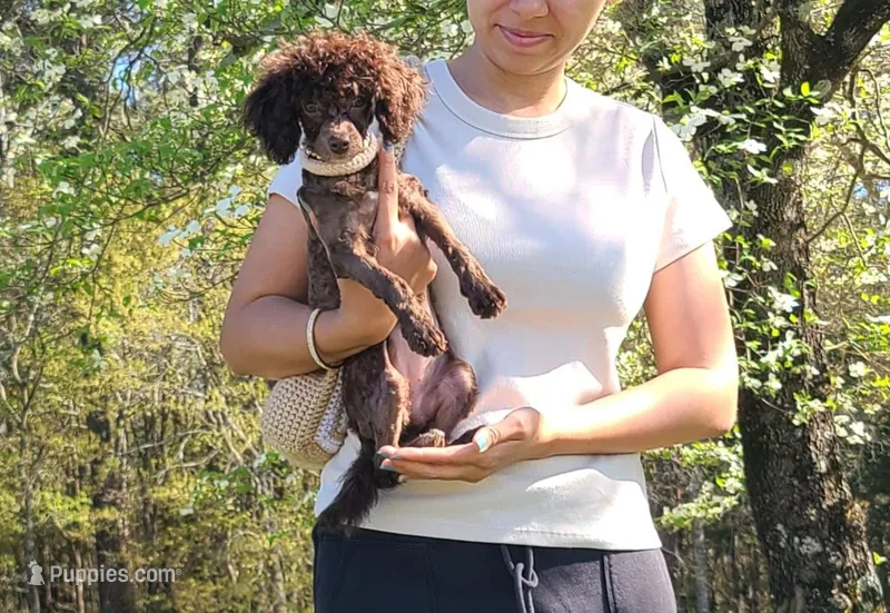 Cadbury – Poodle - Toy  puppy for sale in Pickens, SC