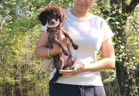 Cadbury, a female Poodle - Toy  for sale in Pickens, SC – Photo 2 of 10