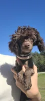 Cadbury, a female Poodle - Toy  for sale in Pickens, SC – Photo 3 of 10