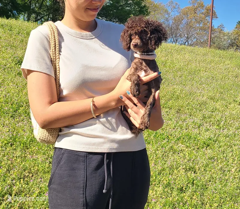 Cadbury – Poodle - Toy  puppy for sale in Pickens, SC