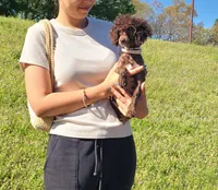 Cadbury, a female Poodle - Toy  for sale in Pickens, SC – Photo 1 of 10