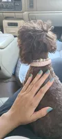 Cadbury, a female Poodle - Toy  for sale in Pickens, SC – Photo 8 of 10