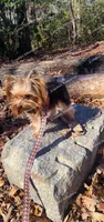 Teacup Mochi, a male Yorkshire Terrier for sale in Pickens, SC – 7 of 7