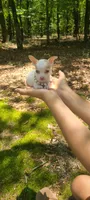 Pending Micro, a female Chihuahua for sale in Pickens, SC – 4 of 5