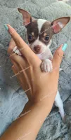 Bon Bon, a female Chihuahua for sale in Blackville, SC – 7 of 7