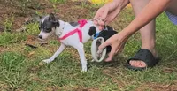 Blueberry, a female Chihuahua for sale in Sumter, SC – 3 of 5