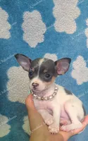 Stormy, a female Chihuahua for sale in Pickens, SC – Photo 2 of 4