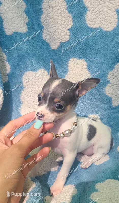 Stormy – Chihuahua puppy for sale in Pickens, SC