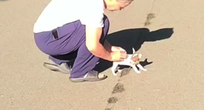 Teacup Bon Bon (Videos), a female Chihuahua for sale in Lake City, SC – 4 of 10