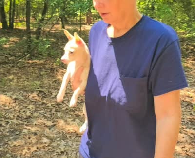 Honey, a female Chihuahua for sale in Sumter, SC – 2 of 3