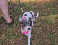 Blueberry , a female Chihuahua for sale in Lake View, SC – 4 of 7