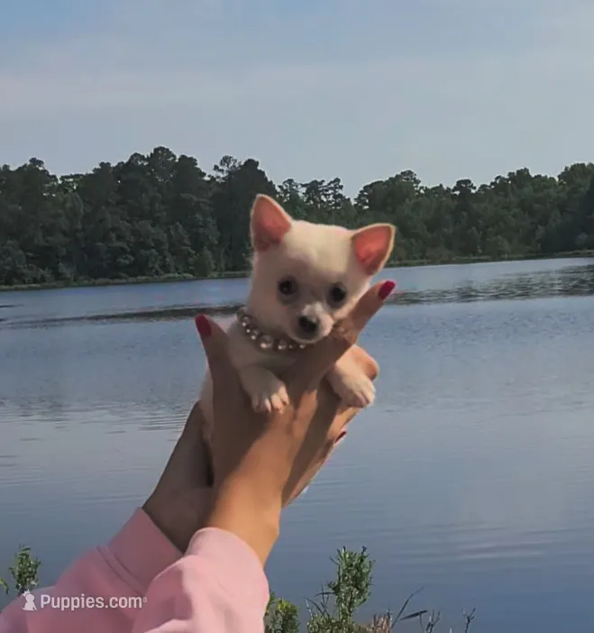 Tiny "Mochi" the Pomchi with (Video) – Chihuahua, Pomeranian puppy for sale in Lake View, SC