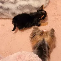Teacup Mochi, a male Yorkshire Terrier for sale in Pickens, SC – 6 of 7