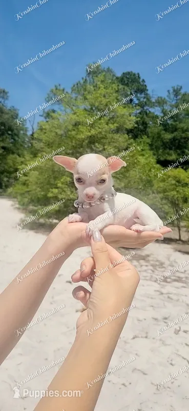 Micro Bella – Chihuahua puppy for sale in Bishopville, SC