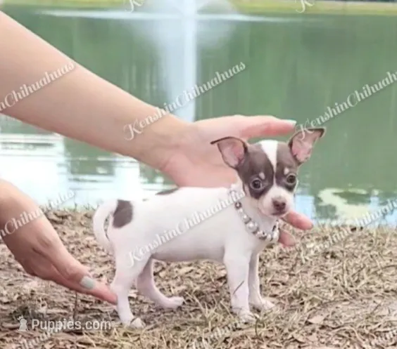Teacup Bon Bon (Video) – Chihuahua puppy for sale in Blackville, SC