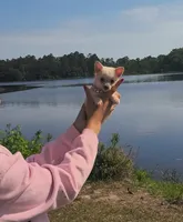 Tiny "Mochi" the Pomchi with (Video), a female Chihuahua and Pomeranian for sale in Lake View, SC – 6 of 7