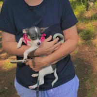 Blueberry, a female Chihuahua for sale in Sumter, SC – 5 of 5