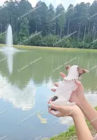 Bon Bon, a female Chihuahua for sale in Blackville, SC – 2 of 7