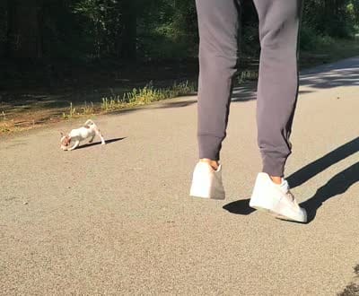 Teacup Bon Bon (Videos), a female Chihuahua for sale in Lake City, SC – 3 of 10