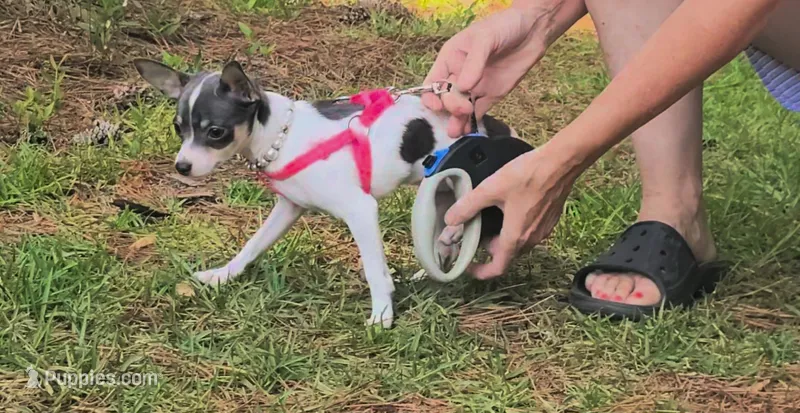 Blueberry  – Chihuahua puppy for sale in Lake View, SC
