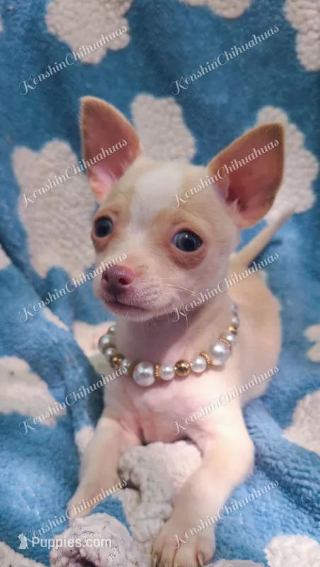Soft Pastel – Chihuahua puppy for sale in Pickens, SC