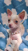 Soft Pastel, a female Chihuahua for sale in Pickens, SC – Photo 1 of 10