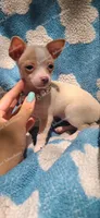 Soft Pastel, a female Chihuahua for sale in Pickens, SC – Photo 9 of 10