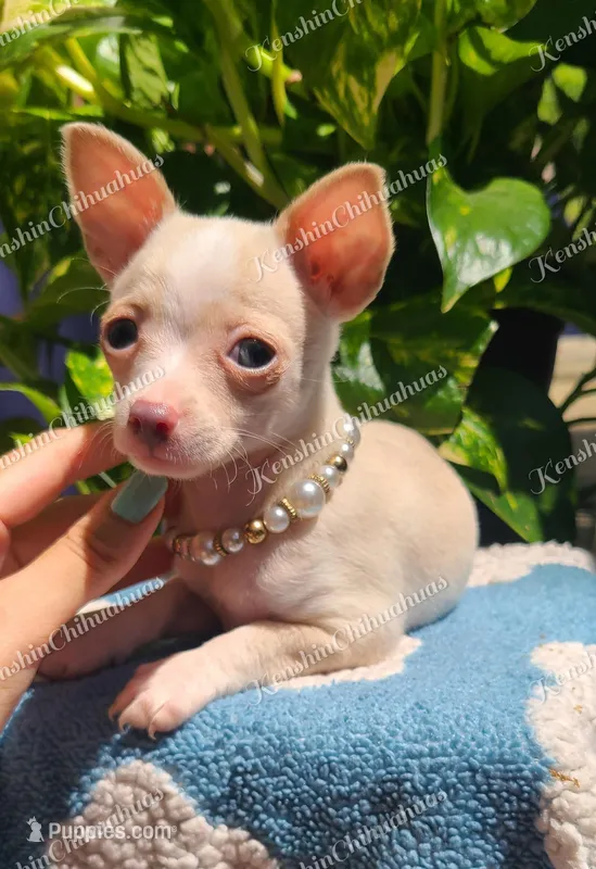 Light Blue Fawn – Chihuahua puppy for sale in Pickens, SC