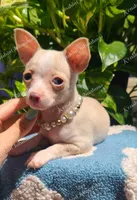 Soft Pastel, a female Chihuahua for sale in Pickens, SC – Photo 3 of 10