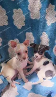 Soft Pastel, a female Chihuahua for sale in Pickens, SC – Photo 6 of 10