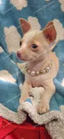 Soft Pastel, a female Chihuahua for sale in Pickens, SC – Photo 10 of 10